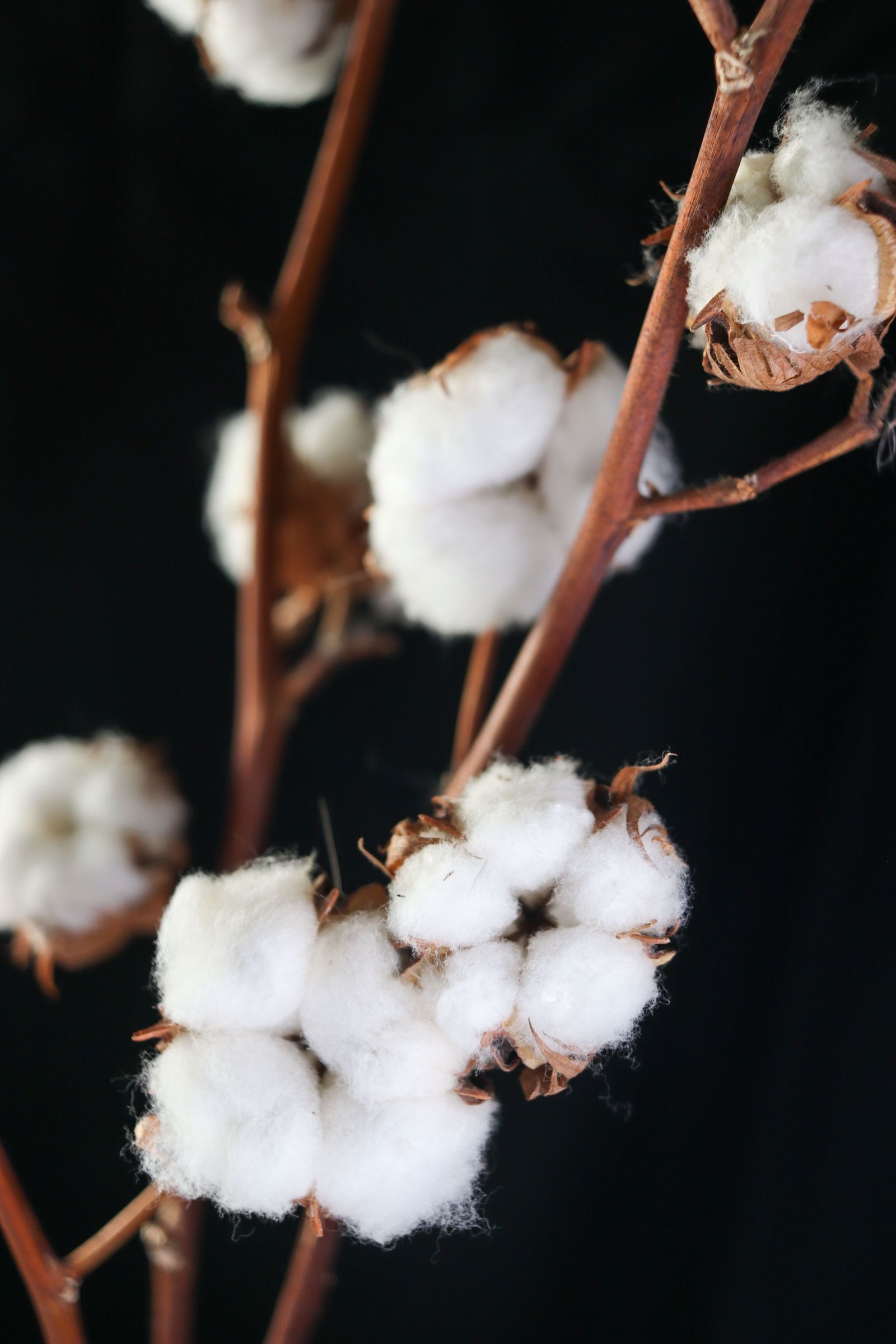 Cotton bolls on the branch — natural fibre at the source
